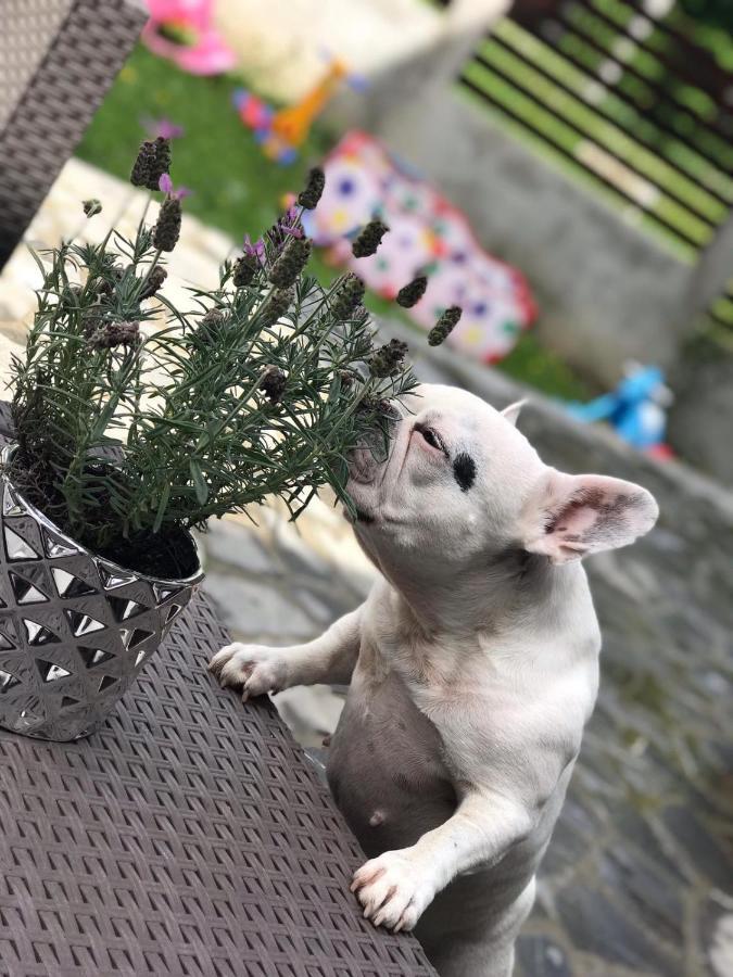 Vila Mama Jana Buşteni 外观 照片